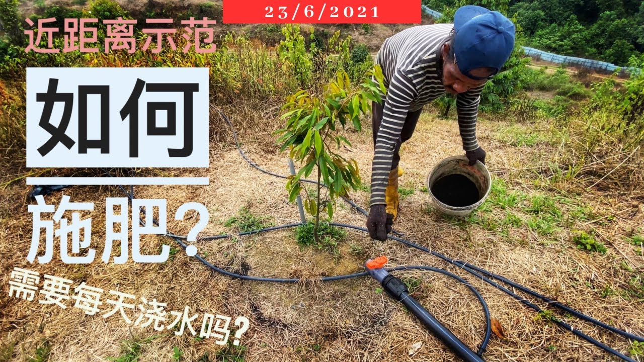 榴莲树施肥及浇水 每月循环步骤 #种植榴莲 #榴莲｜Vlog255