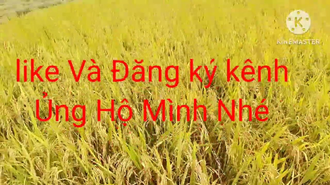 Đài Thơm 8 Vụ Đông Xuân Quá Trúng Đạt Năng Suất 1t4 . Giá Bán 6k #đuctinmientay
