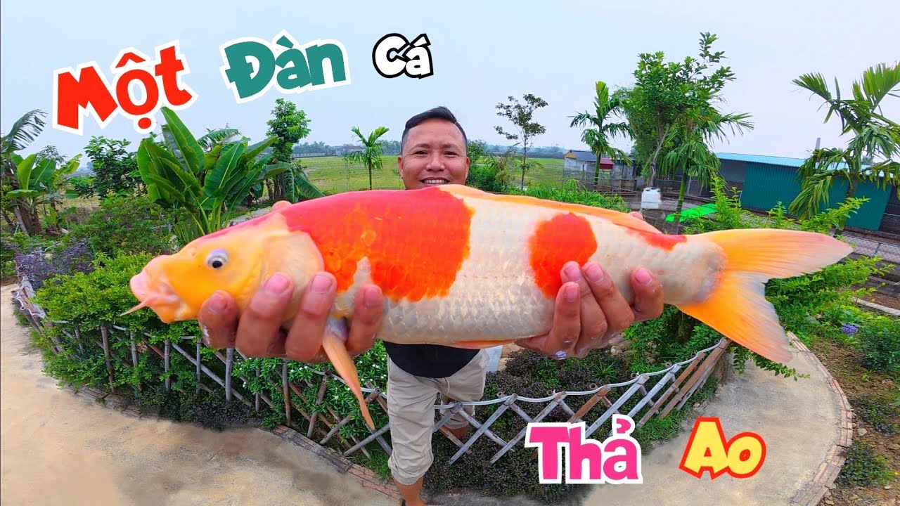 Được Tặng Cả Đàn Cá Koi Siêu To Khổng Lồ Thả Ao Thiên Nga / Quế Nghịch