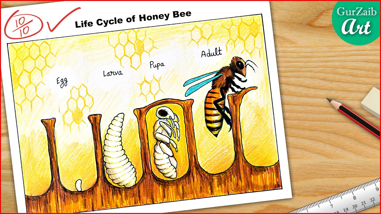 Life cycle of Honey Bee Diagram drawing || step by step drawing tutorial ( easy )