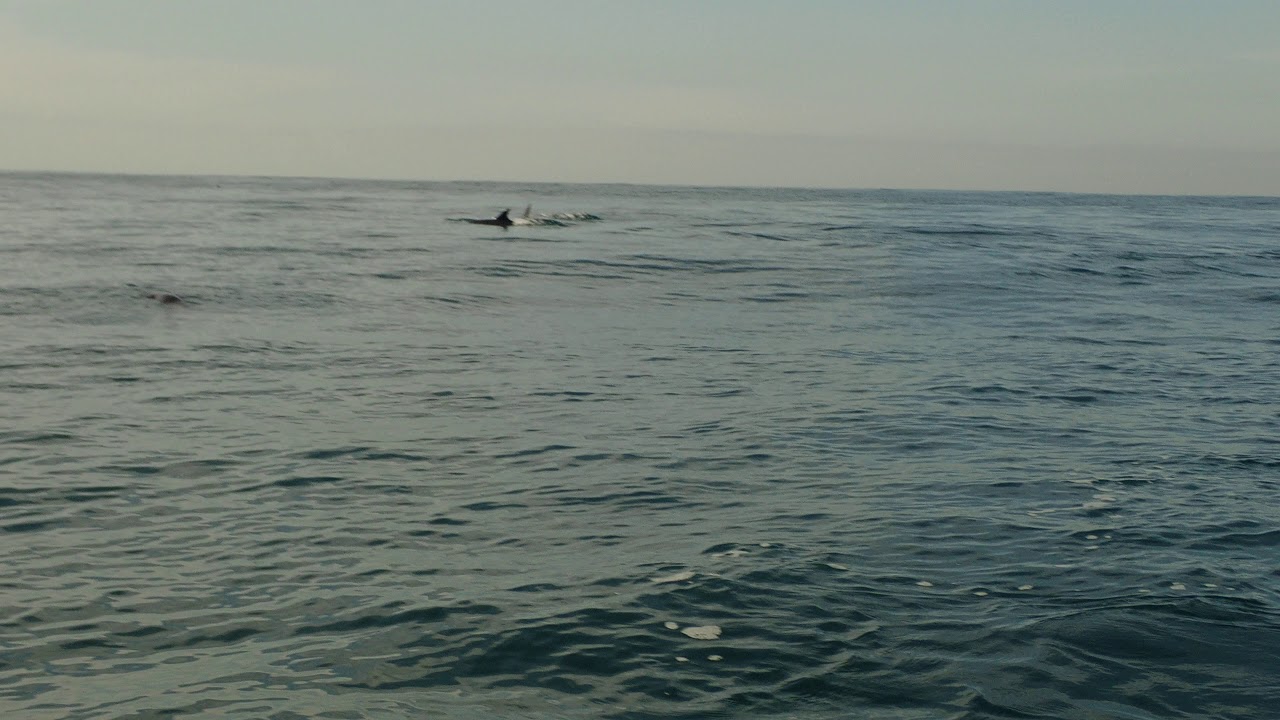 Dolphins & Seals hunting P1030078