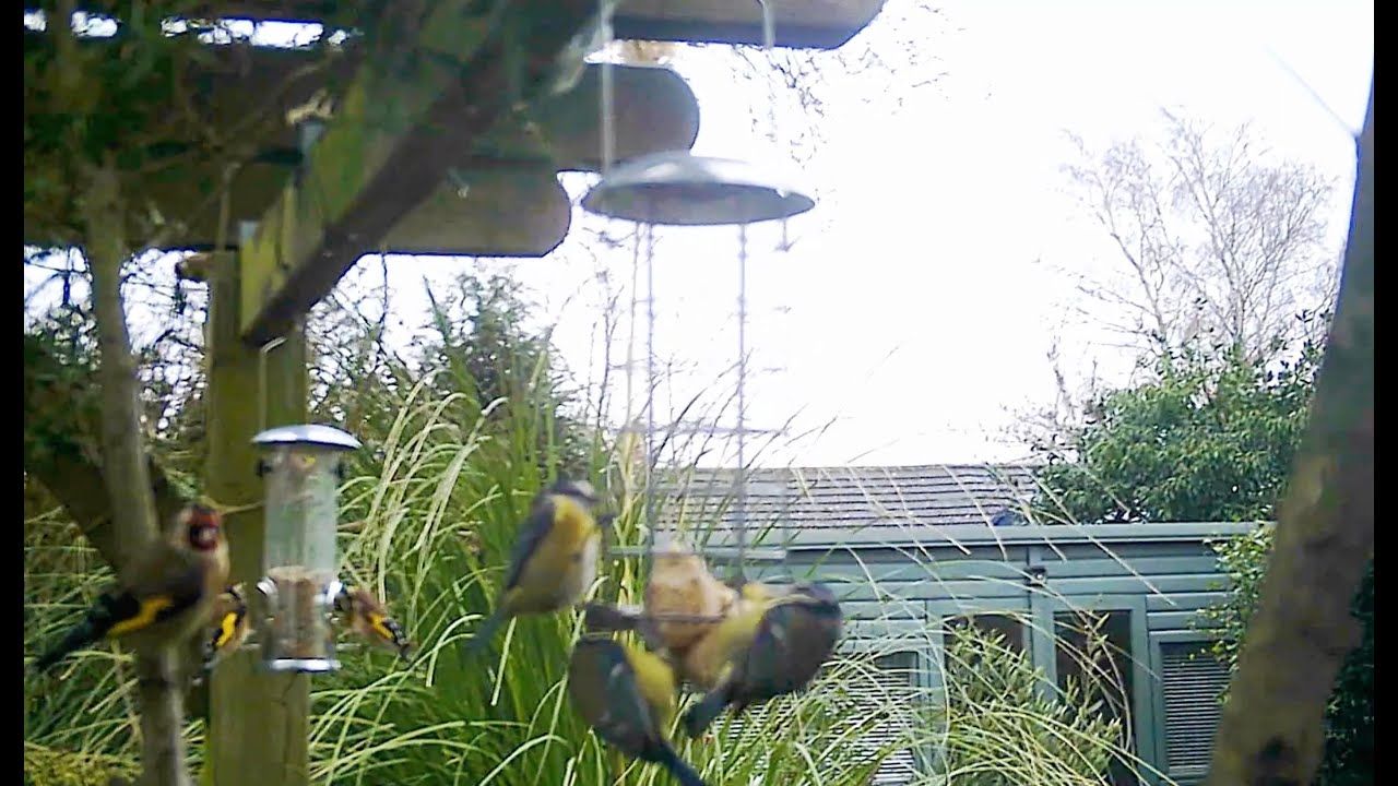 Wildlife Camera Birds Feeding Station Video 1 #WildlifeGardenWithNicola