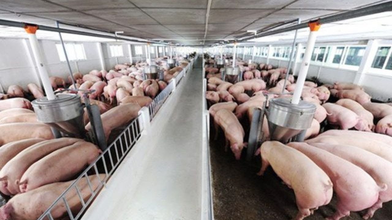 Nâng cao kinh tế trong chăn nuôi nhờ sử dụng chế phẩm sinh học