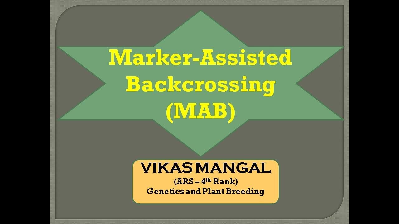 Marker Assisted Backcrossing (MABB) | By Vikas Mangal