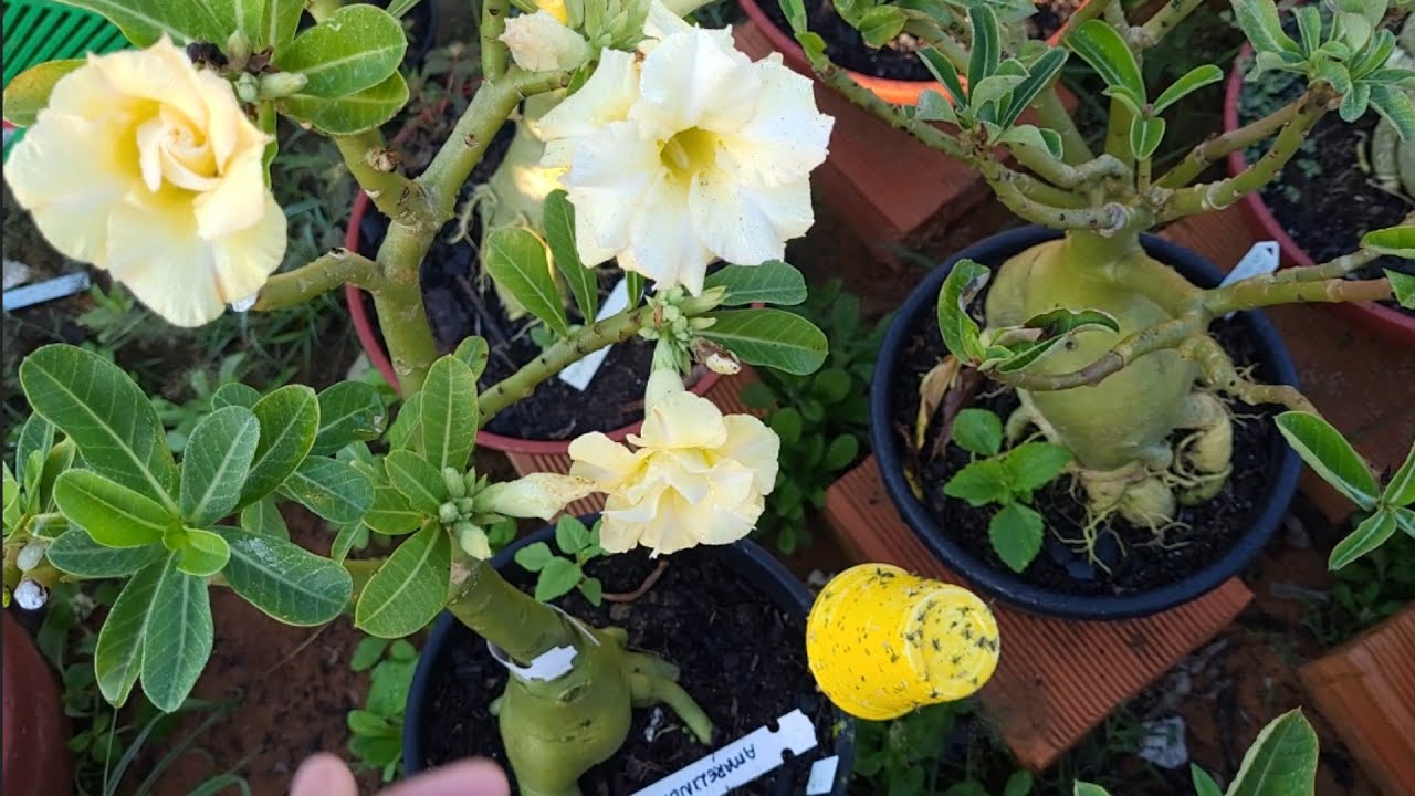Um dia lindo de sol organizando o novo cantinho de plantas rosas do deserto ,cactos e suculentas