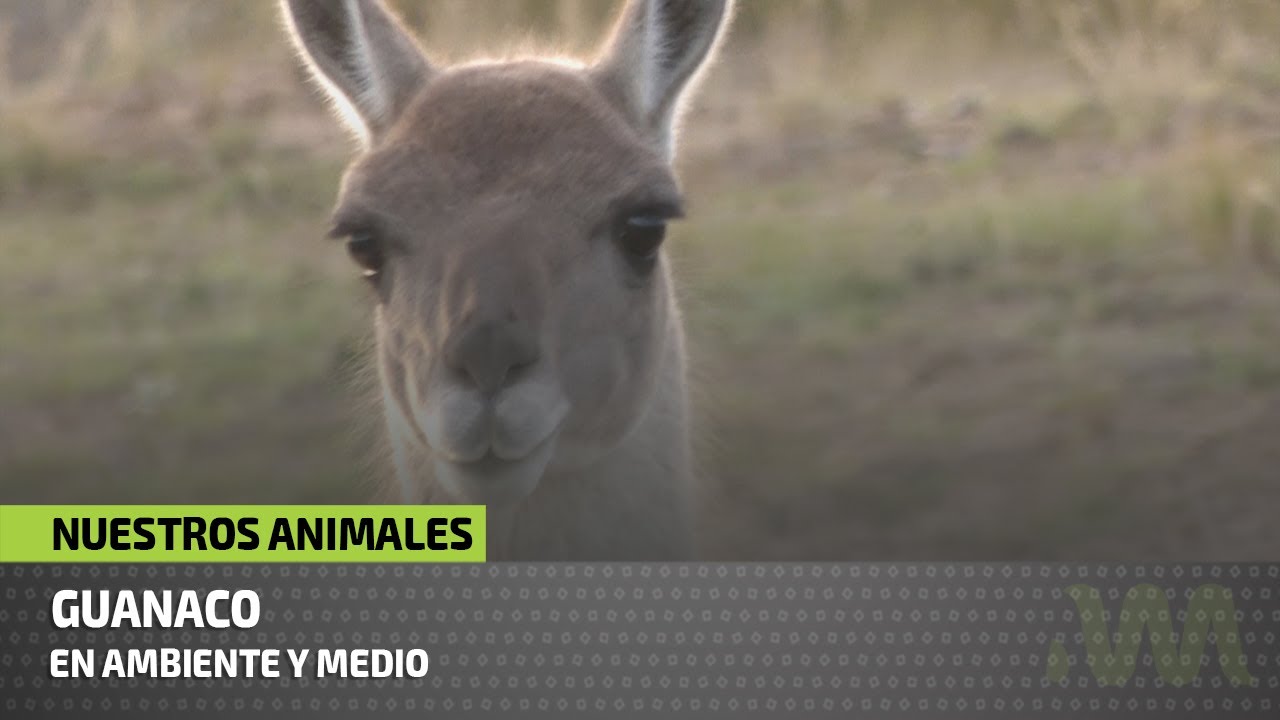 Guanaco