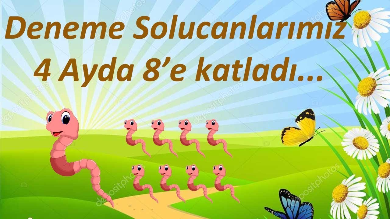 Solucanlarda 8 e katlama (4 ayda 8 kat artarak solucan üremesi)