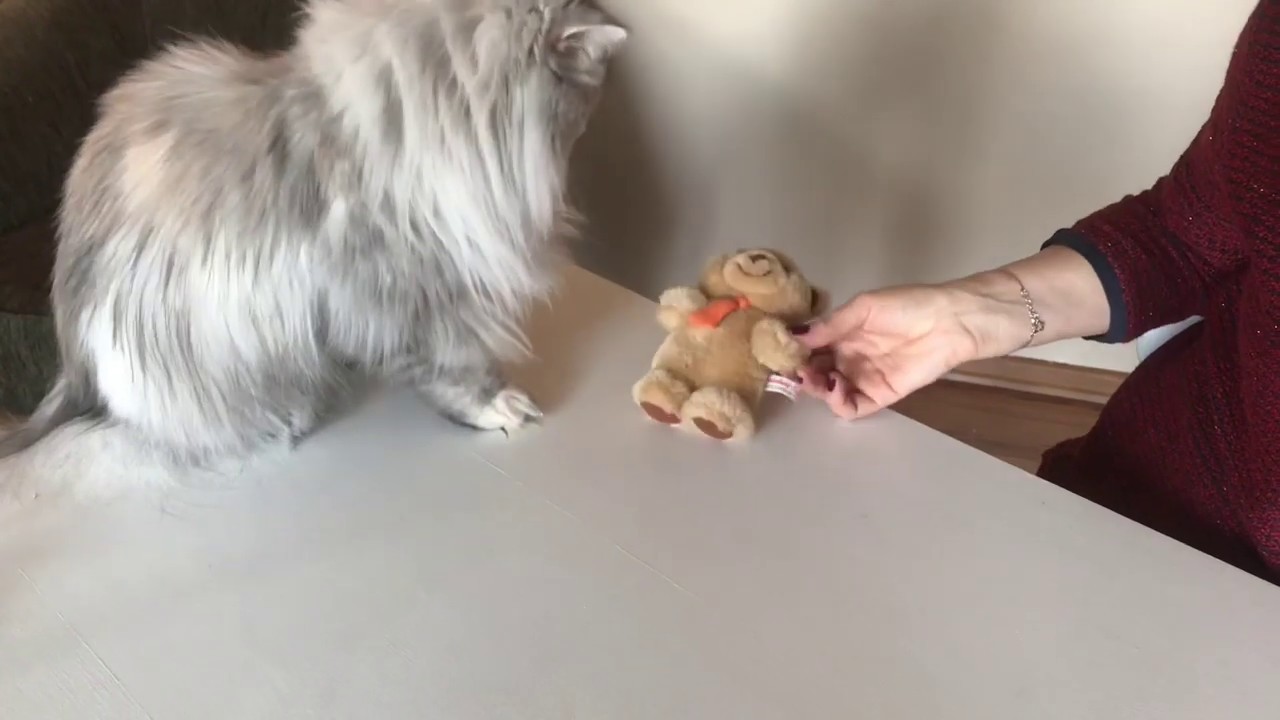 Evde kedi oyuncağı yapımı: kedi nanesi (catnip) doldurulmuş peluş ayıcık, Kendin yap, DIY