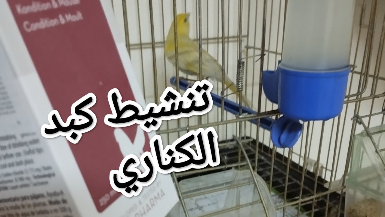 اهم الأخطاء في استخدام منشط الكبد عند طائر الكناري وكيفية تنشيط الكبد عند طيور الكناري