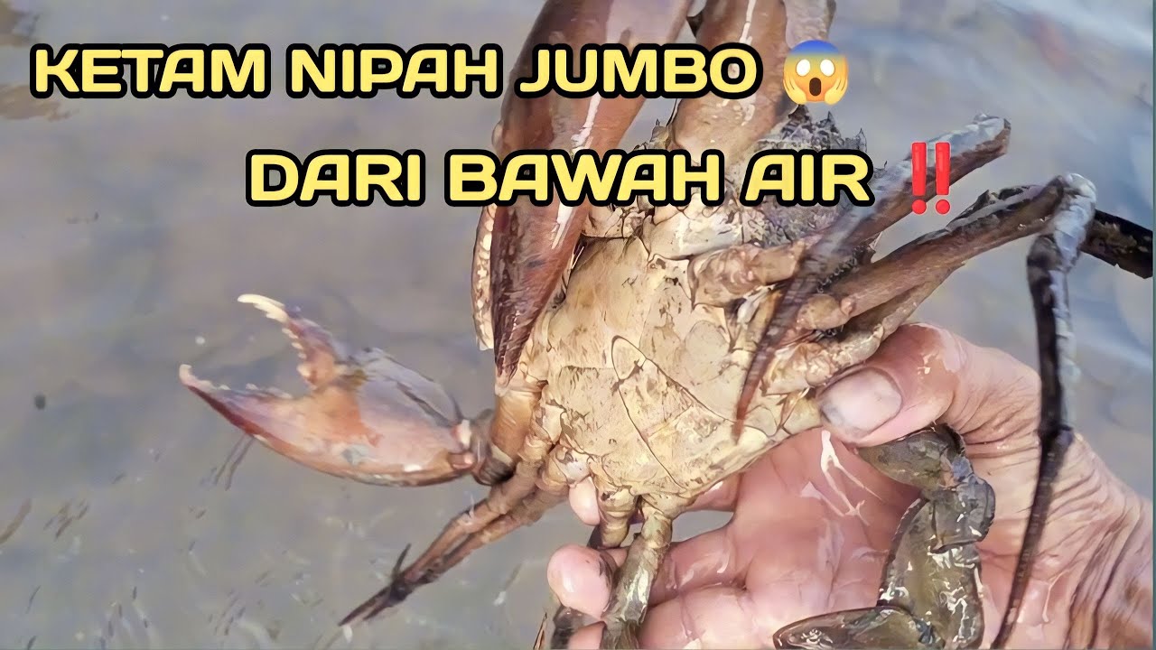 CARA MENGELUARKAN KEPITING DARI LUBANG