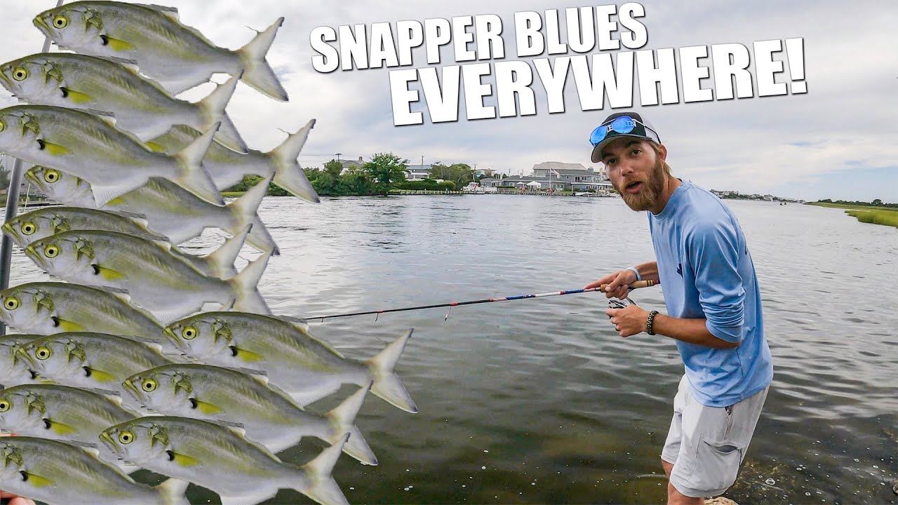 SNAPPER Bluefish are BACK and in HUGE NUMBERS! - Long Island Saltwater Summer Fishing