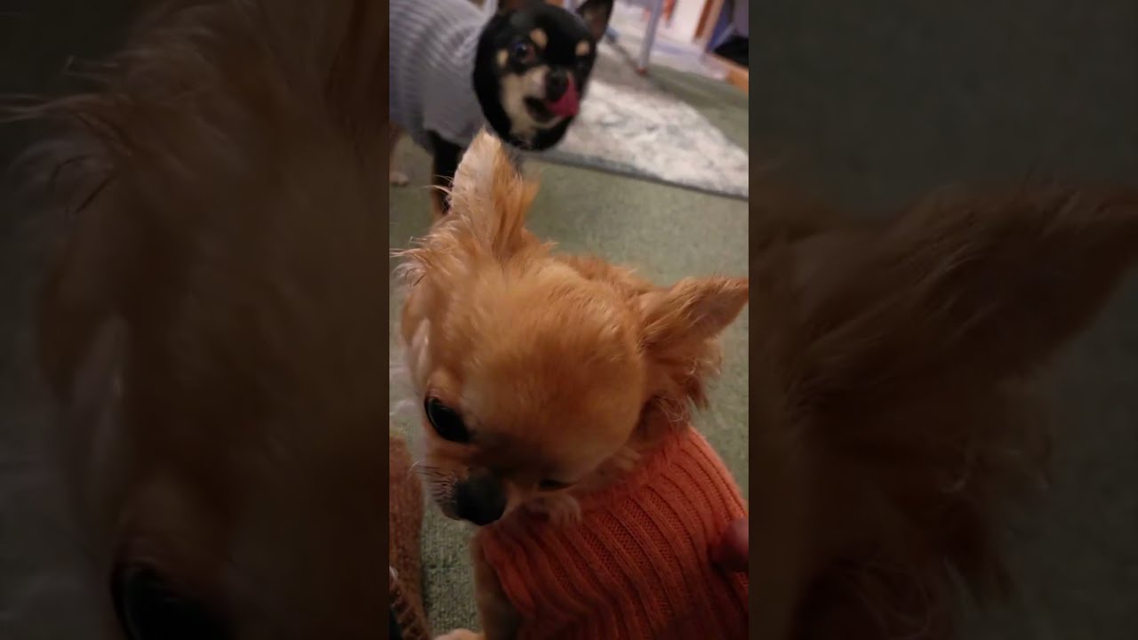 chihuahua cute moments