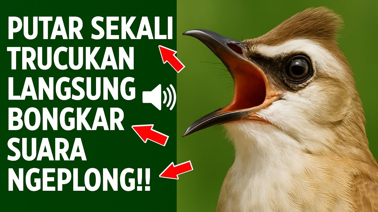 Pancingan trucukan gacor ngalas tarung ropel paling bagus untuk pancingan trucukan agar bunyi nyaut