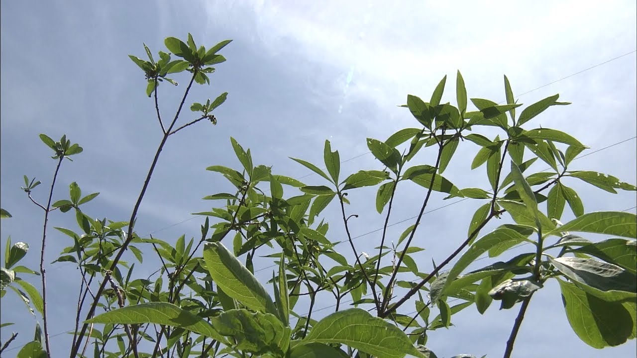 新紙幣の原料に地元の「ミツマタ」を　日本一の産地復活に向けた動き　岡山・真庭市