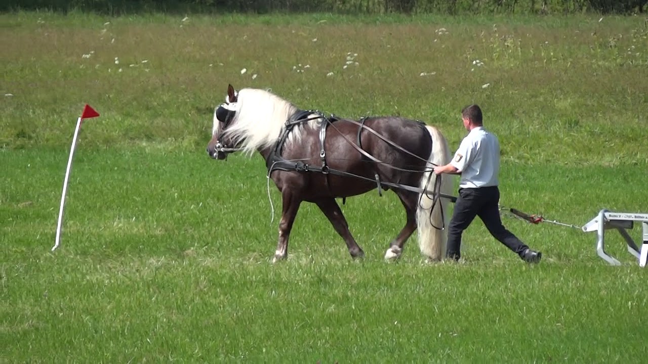 Wilano - Leistungsprüfung 2018 im Ziehen und Fahren in Marbach am 11.09.2018
