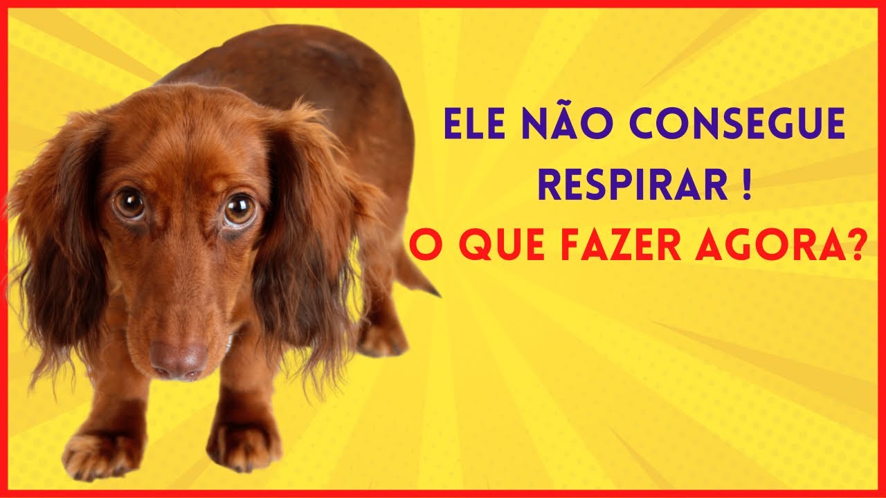 O que fazer pra ajudar o seu cachorro que está em crise de colapso de traqueia?