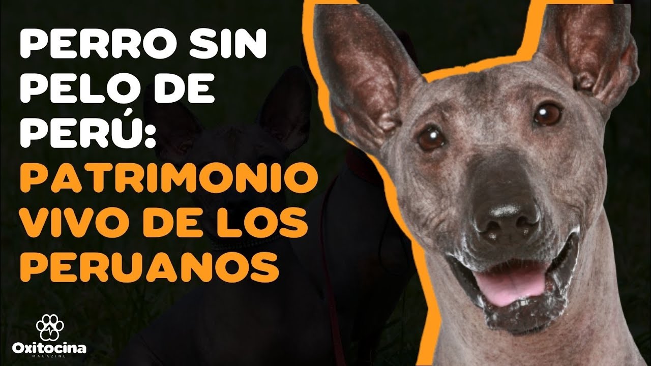 PERRO SIN PELO DE PERÚ (VIRINGO): 9 cosas que debes saber