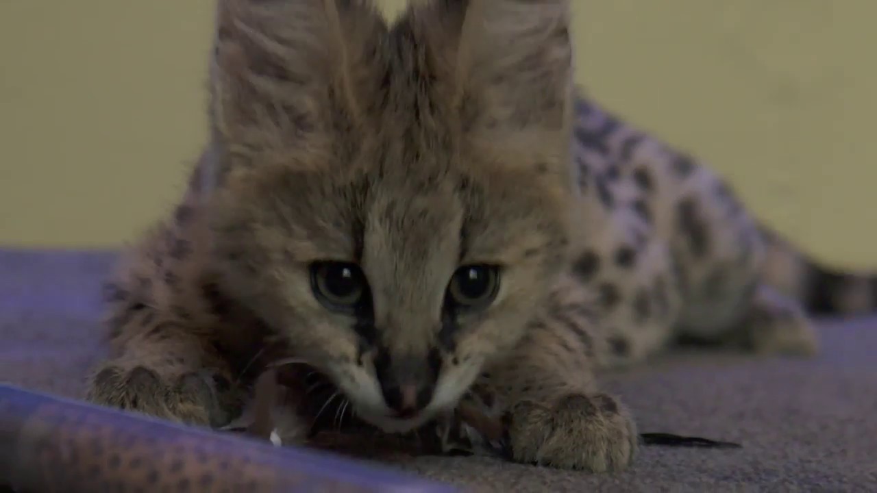 African Serval - 72 Cutest Animals - National Zoo, Canberra