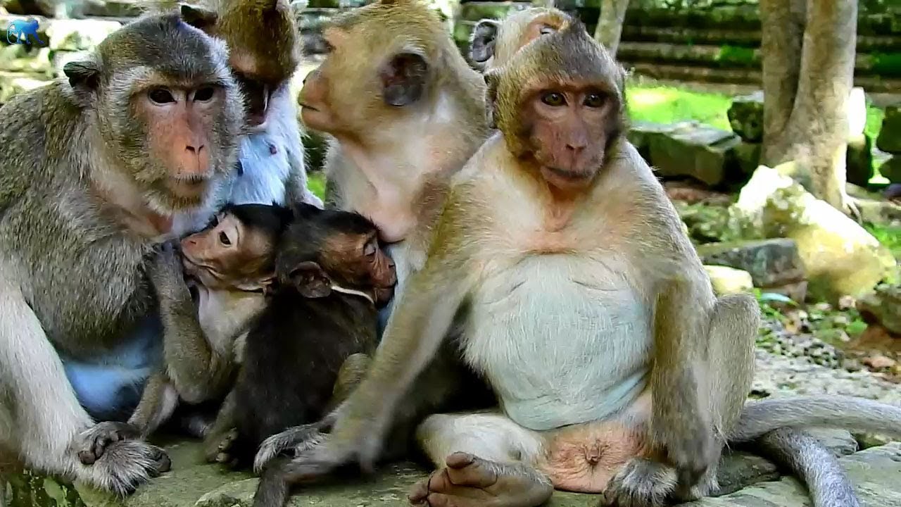 Pity SweetPea jealous cos no milk, SweetPea no longer get milk sadness