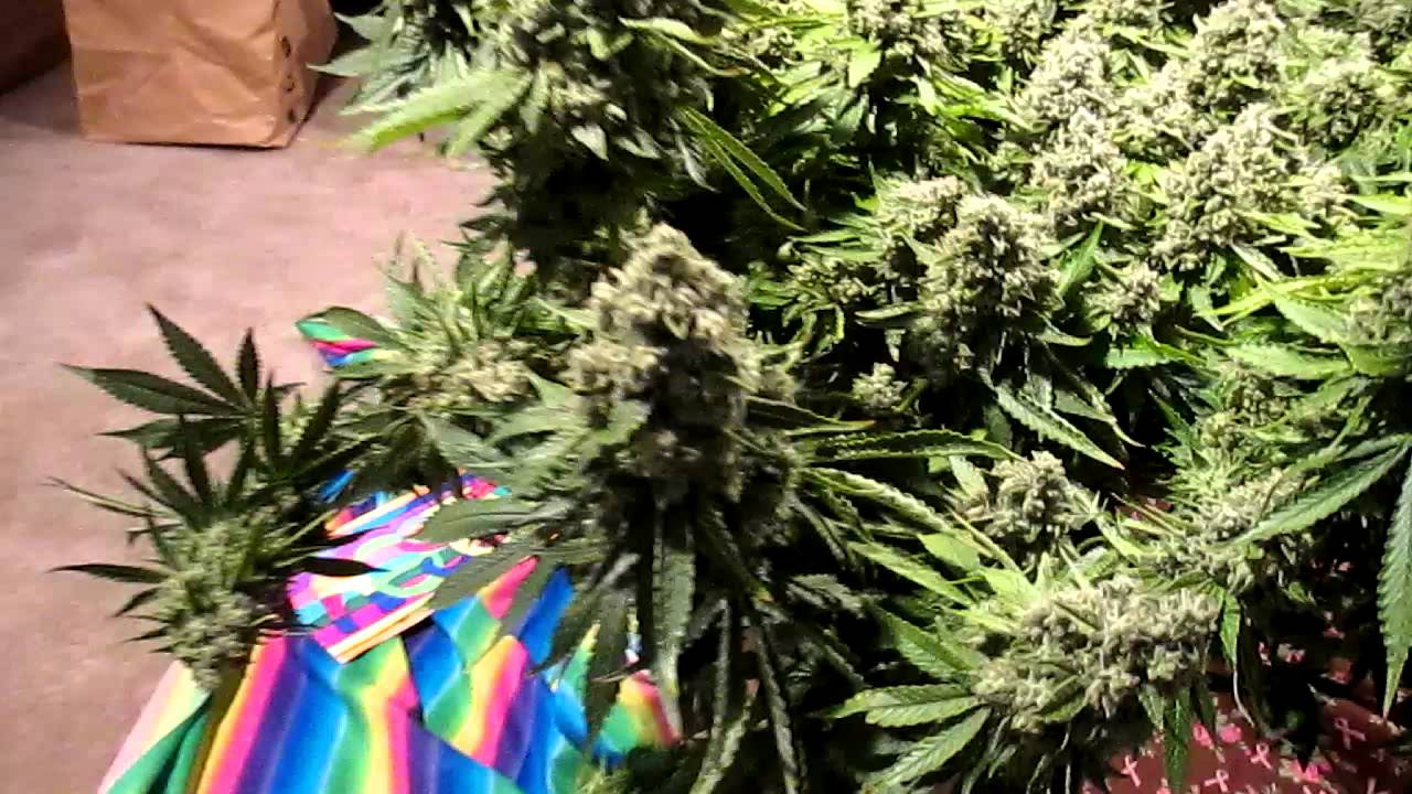 casey jones harvest video and pix 034