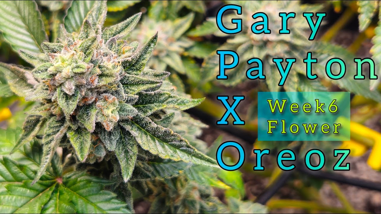 Gary Payton X Oreoz week 6 of flower - The Friendly Grower