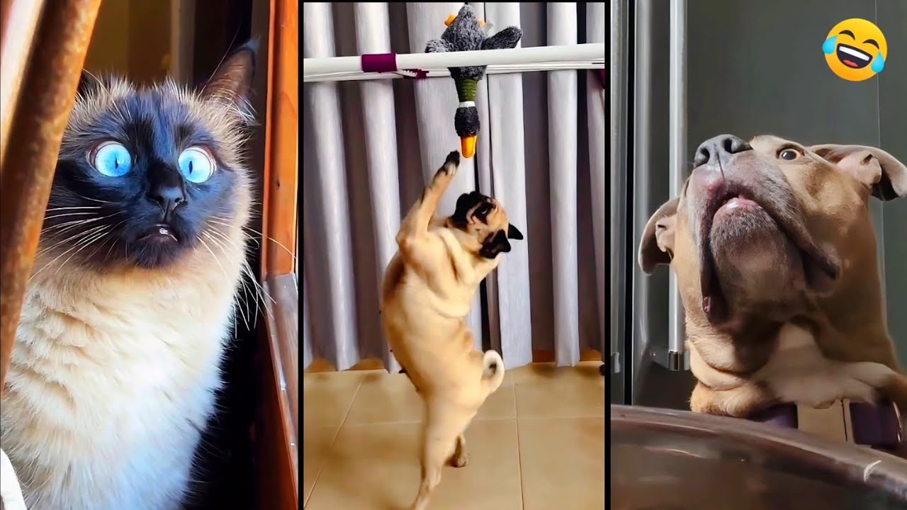 Funny ANIMALS videos 😂 Funniest CATS😺 and DOGS🐶 2026