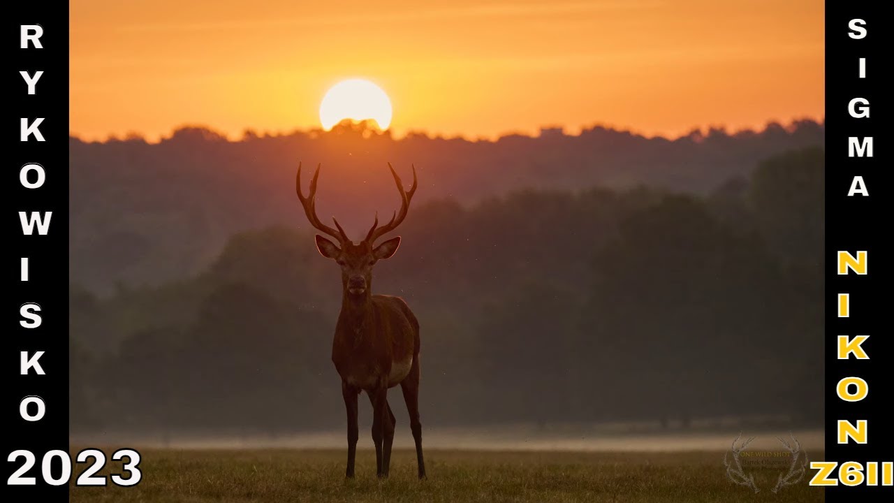 Rykowisko 2023 - Złota godzina i fotografia przyrodnicza Odc 2.