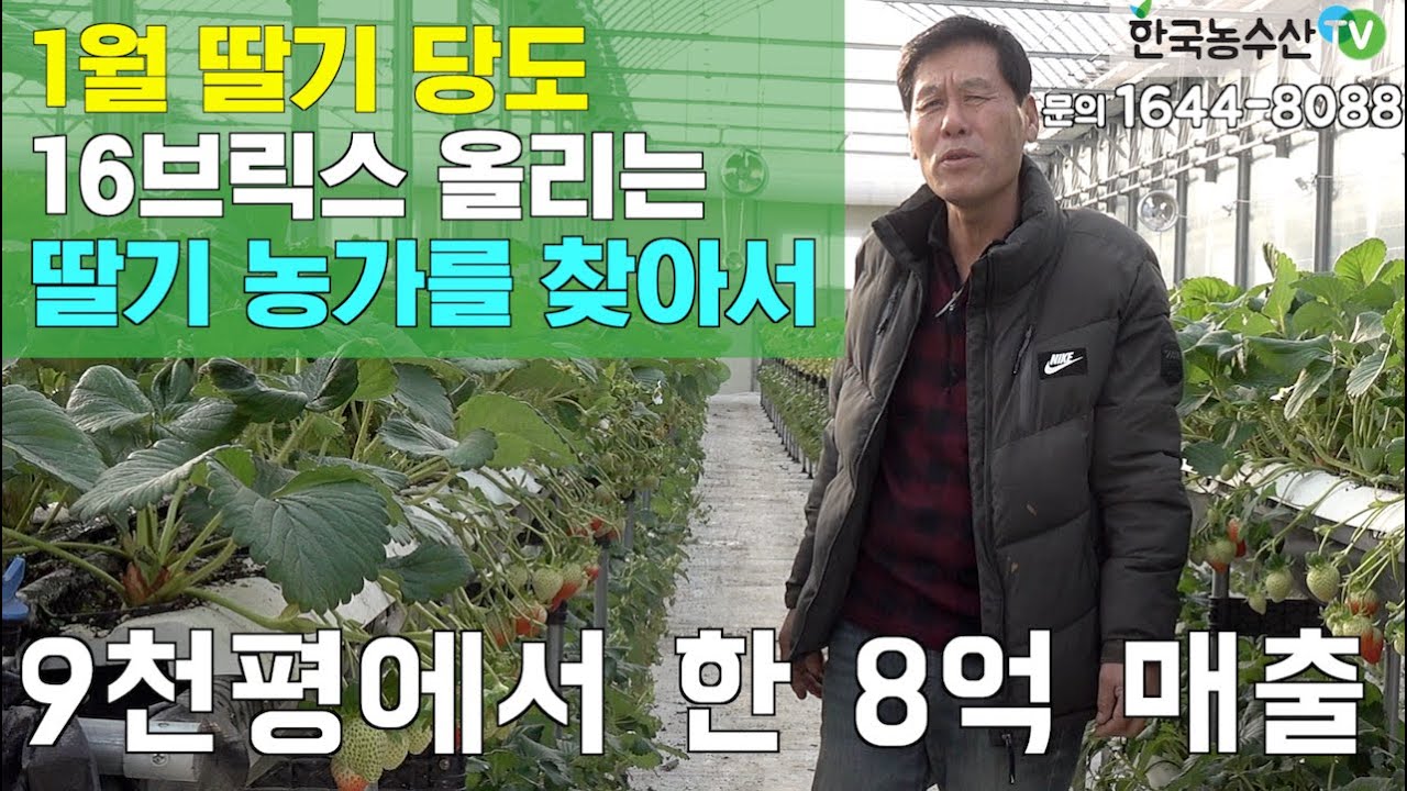[한국농수산TV] 9천평에서 8억 매출 올리는 딸기 농부를 찾아서... 충남 논산