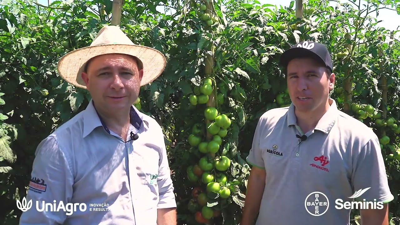 Lavoura Tomate Coronel Seminis - Agricultor cultiva 250.000 plantas