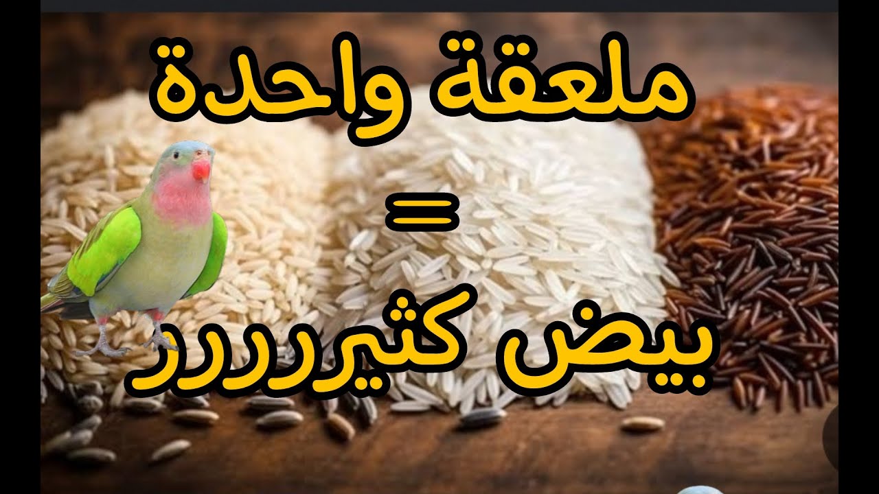 كيف تضاعف إنتاج طيور الزينة بوجبة غير متوقعة !؟