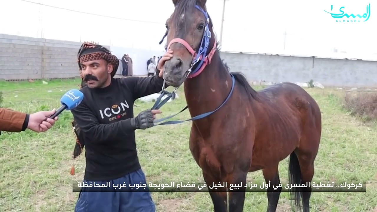 المسرى تغطي اول مزاد لبيع الخيول في كركوك بقضاء الحويجة