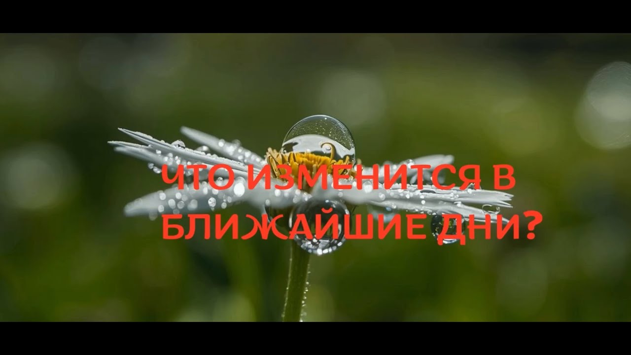 Срочное послание для тебя❤️✨Что изменится в ближайшие дни? Спроси у карт!!! Matricaria rec