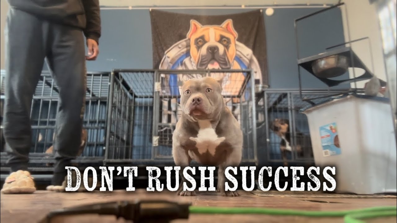 Терпение — это очень важно, когда вы начинаете заниматься собаководством 💯🐶🙏🏽