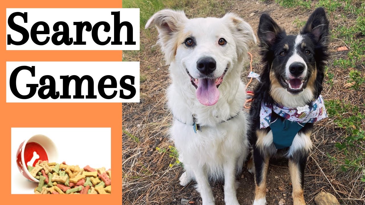 Brain Games for Dogs | Treat Search Games & Working Through Frustration