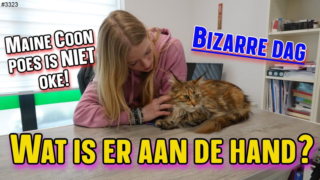 MaineCoon Poes Abigail is NIET LEKKER. We gaan naar de DIERENARTS. Wat is er aan de HAND?  #3323
