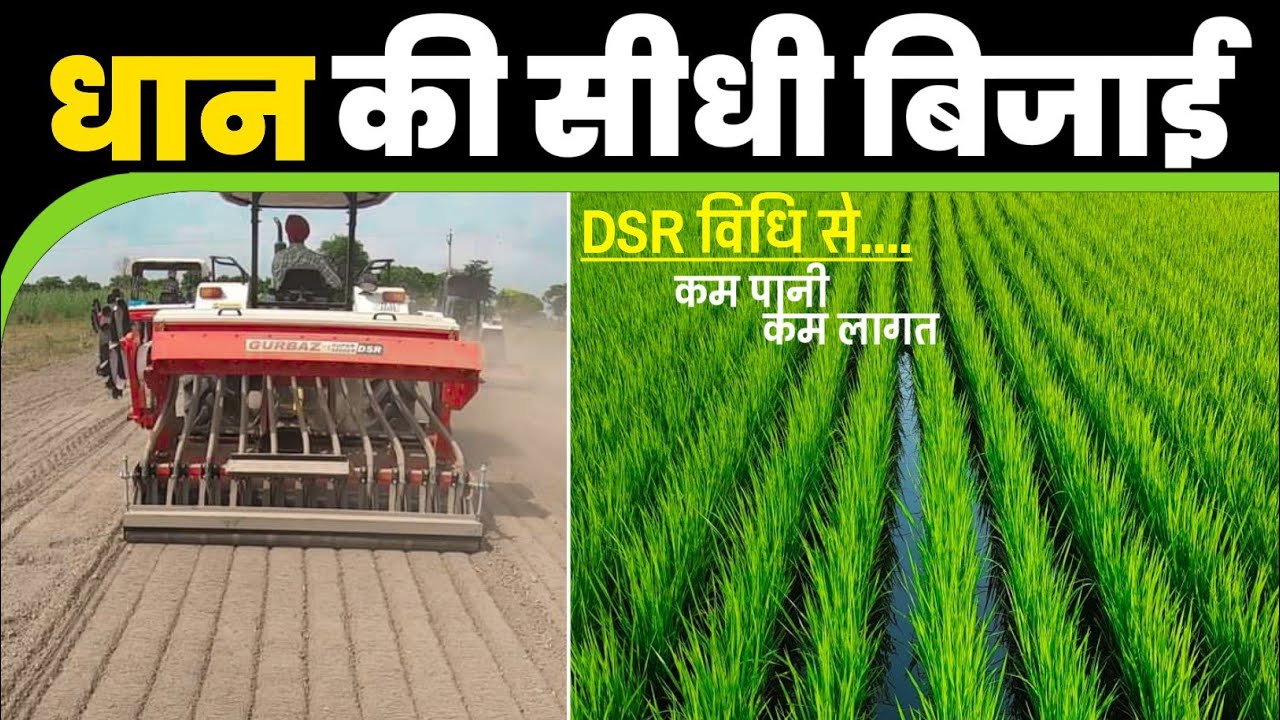 धान की खेती | DSR विधि से | धान की सीधी बिजाई | Direct Seeding Of Rice | Dhaan ki kheti 2023