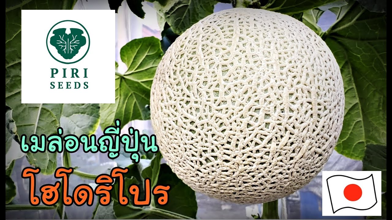 รีวิวเมล่อนญี่ปุ่น(โฮโดริโปร) ลายสวย หวาน หอมละมุน
