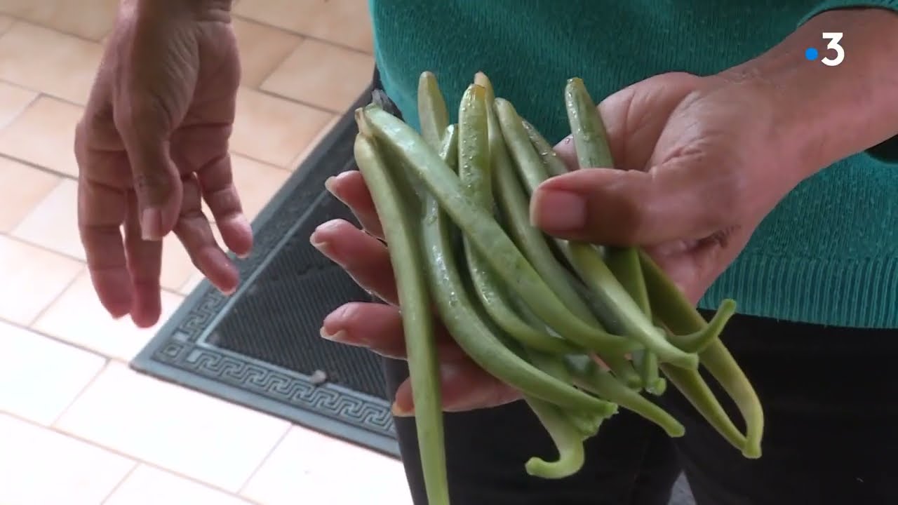 De la vanille cultivée en Corrèze