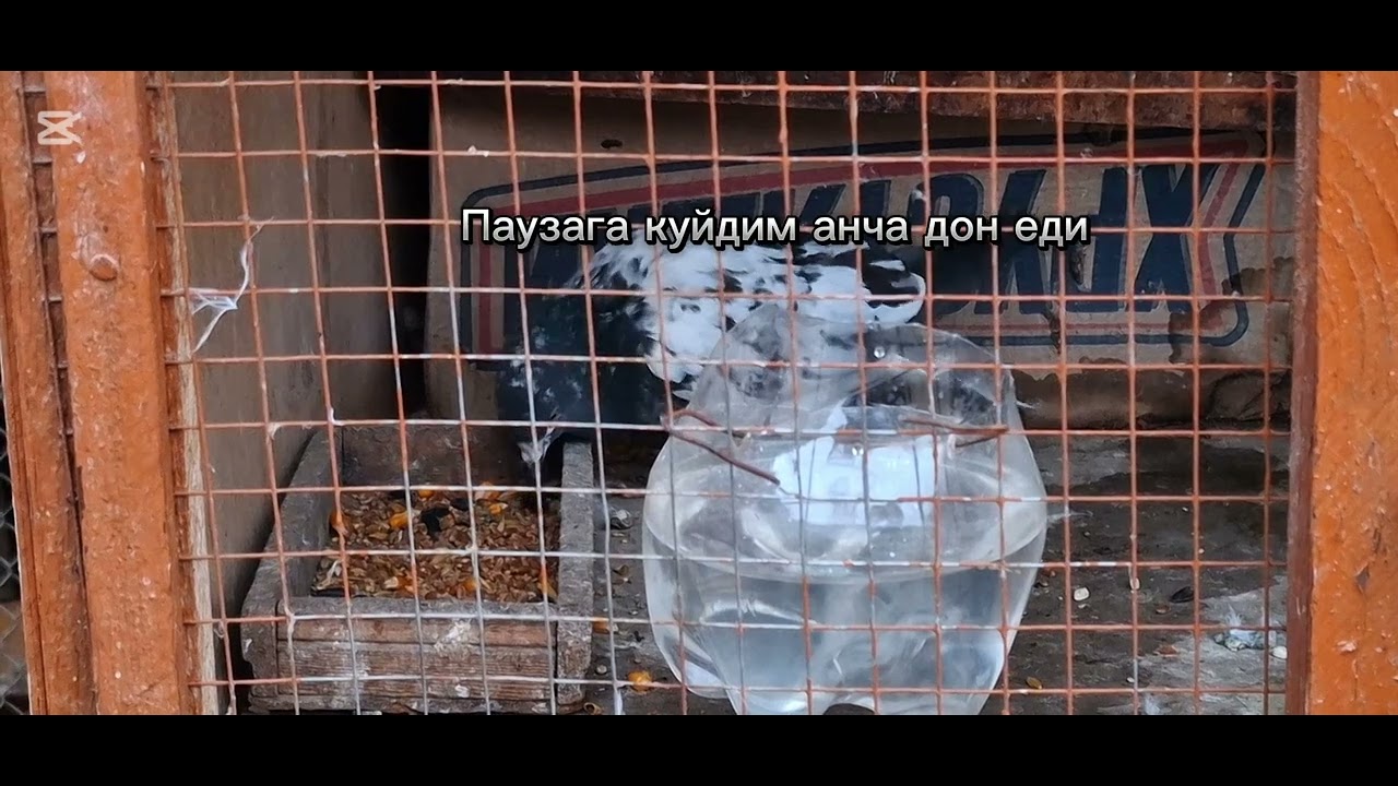 Бегона жойда дон емайдигани . Жойига садокатли .