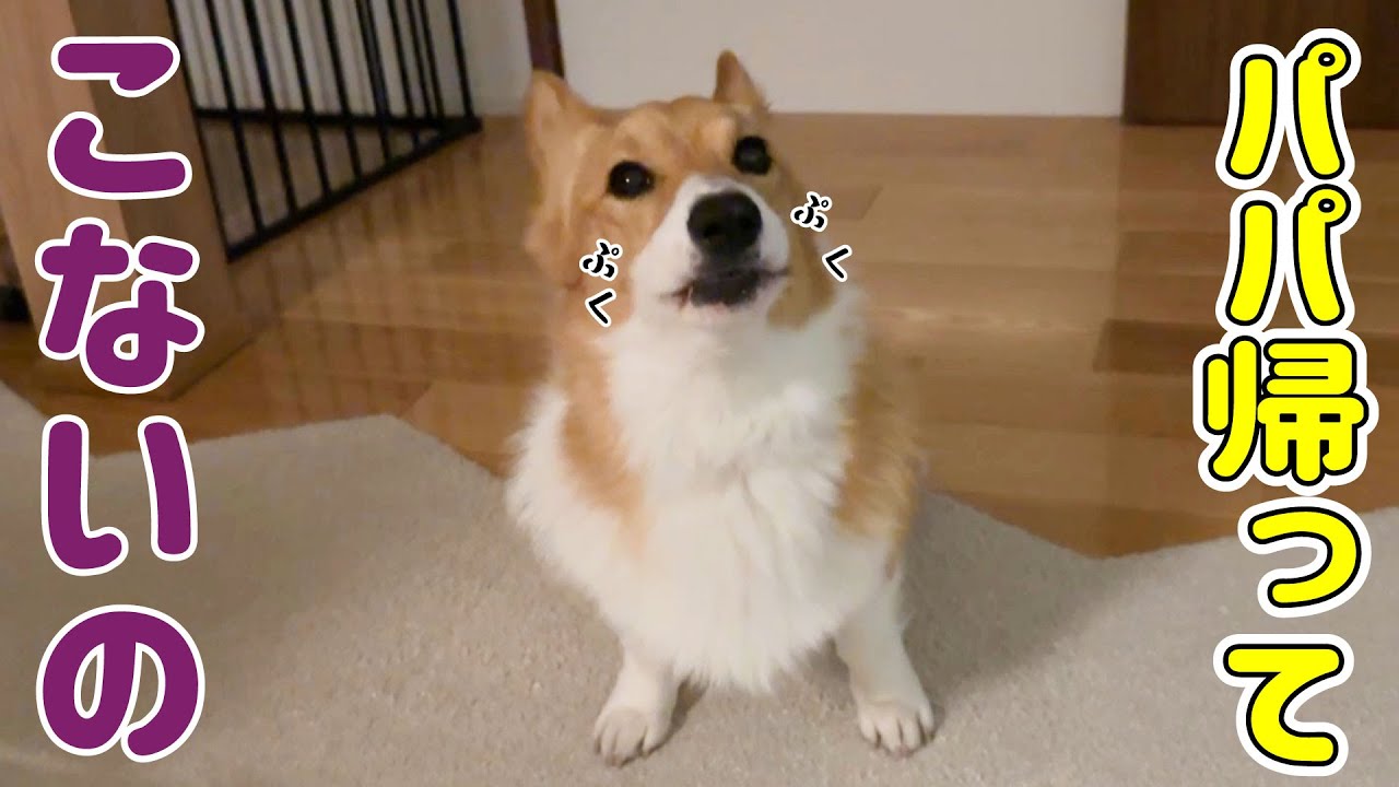 パパが帰ってこない日は、必ず怒りだすコーギー【出張】