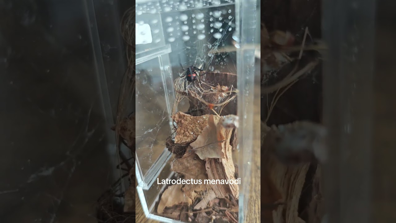 Latrodectus menavodi fajna legalna czarna wdowa #terrarium #spider #Latrodectus