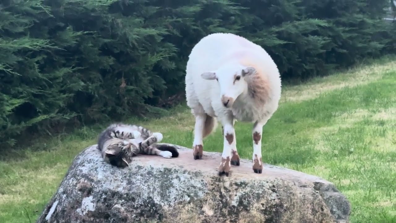 Lamb And Cat Decide To Share The Rock 