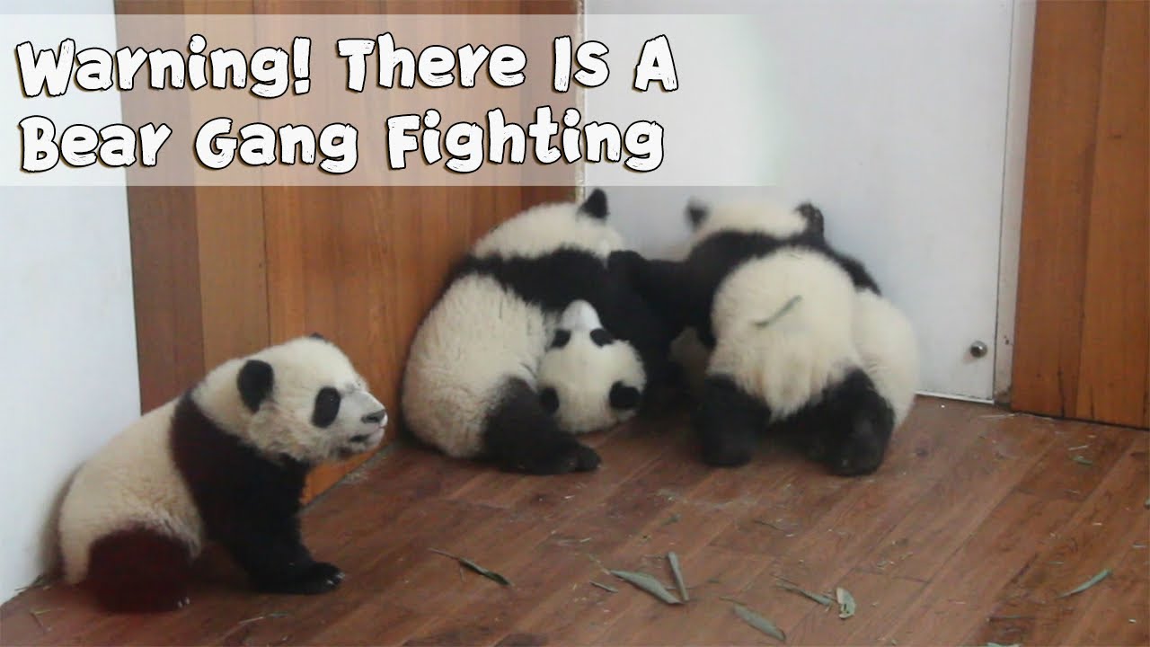 Cuteness Alert! This Is How Bears Do Group Fighting! | iPanda
