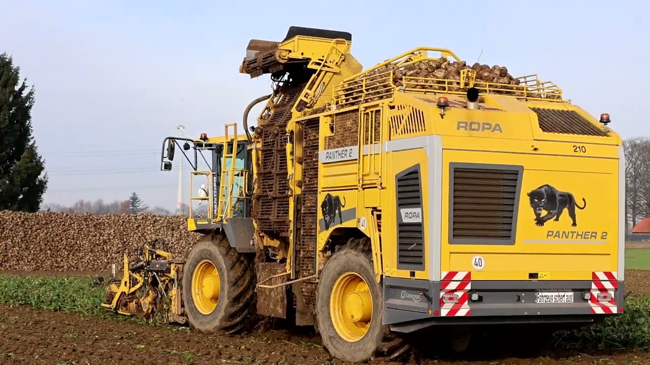 Ropa Panther 2 beim Zuckerr&uuml;ben roden!