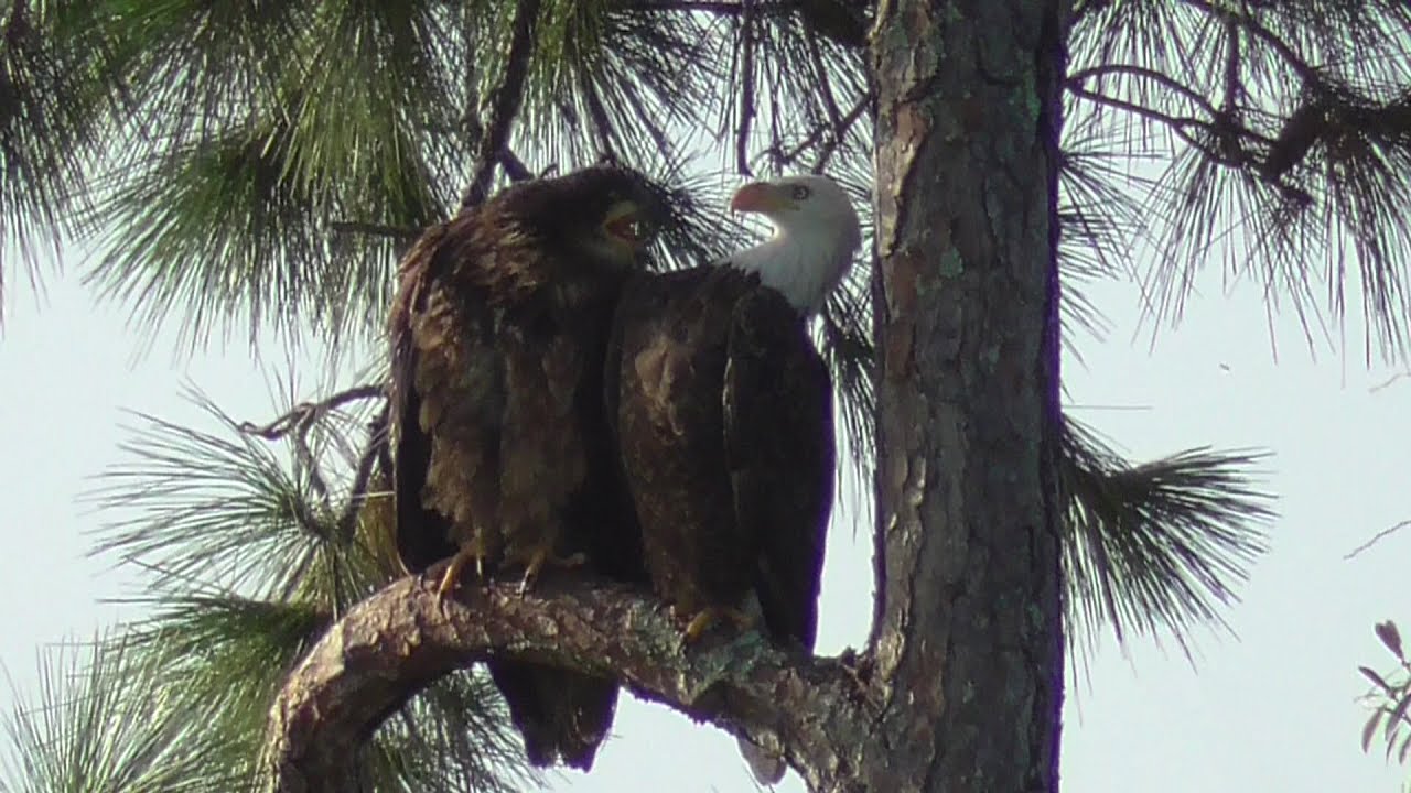 SWFL Eagles_ Priceless Interactions Between M15 & E15 09-03-20