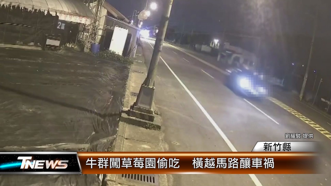 牛群闖草莓園偷吃  橫越馬路釀車禍│T-NEWS聯播網