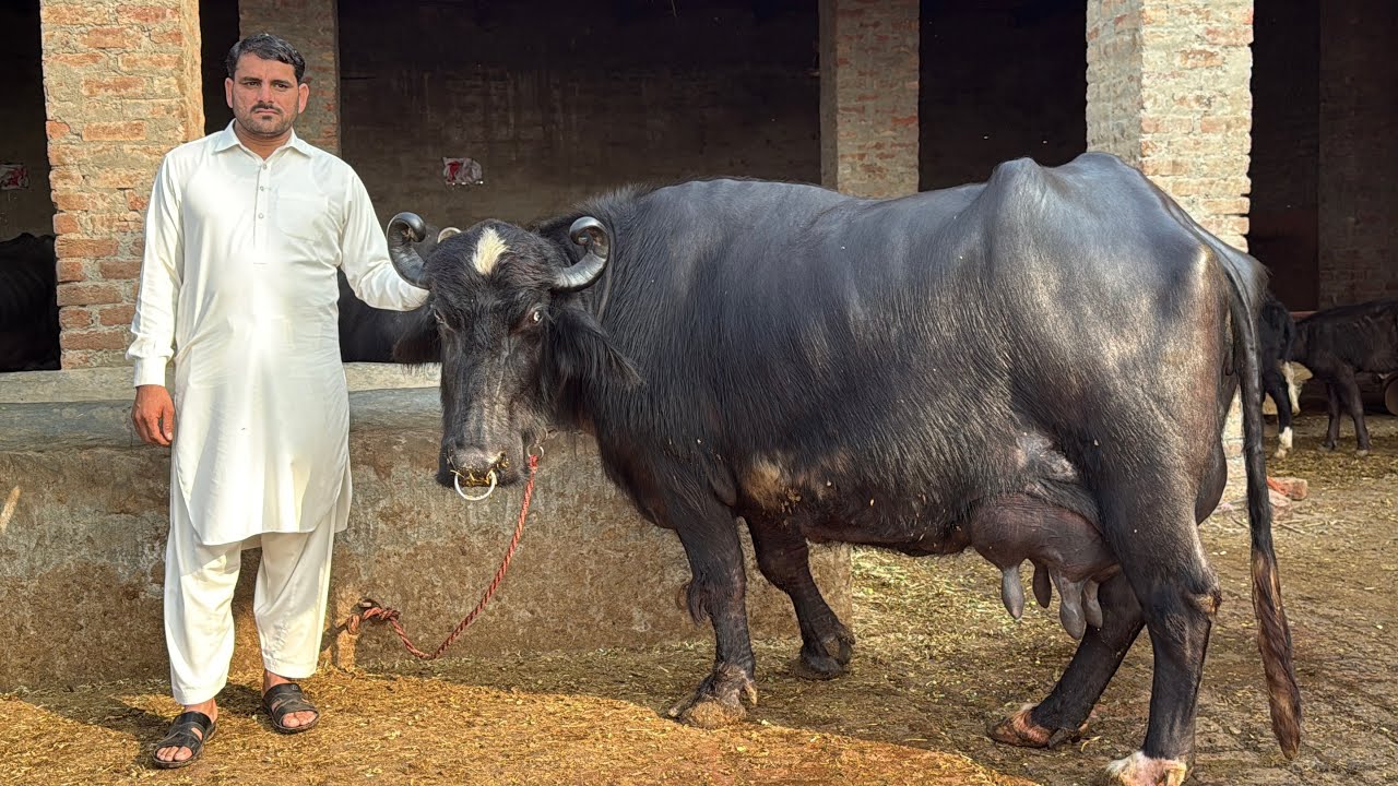Top line High Milking Buffaloes || Abdullaha Khokar Dairy Farm || Buffalo Farming In Pakistan 