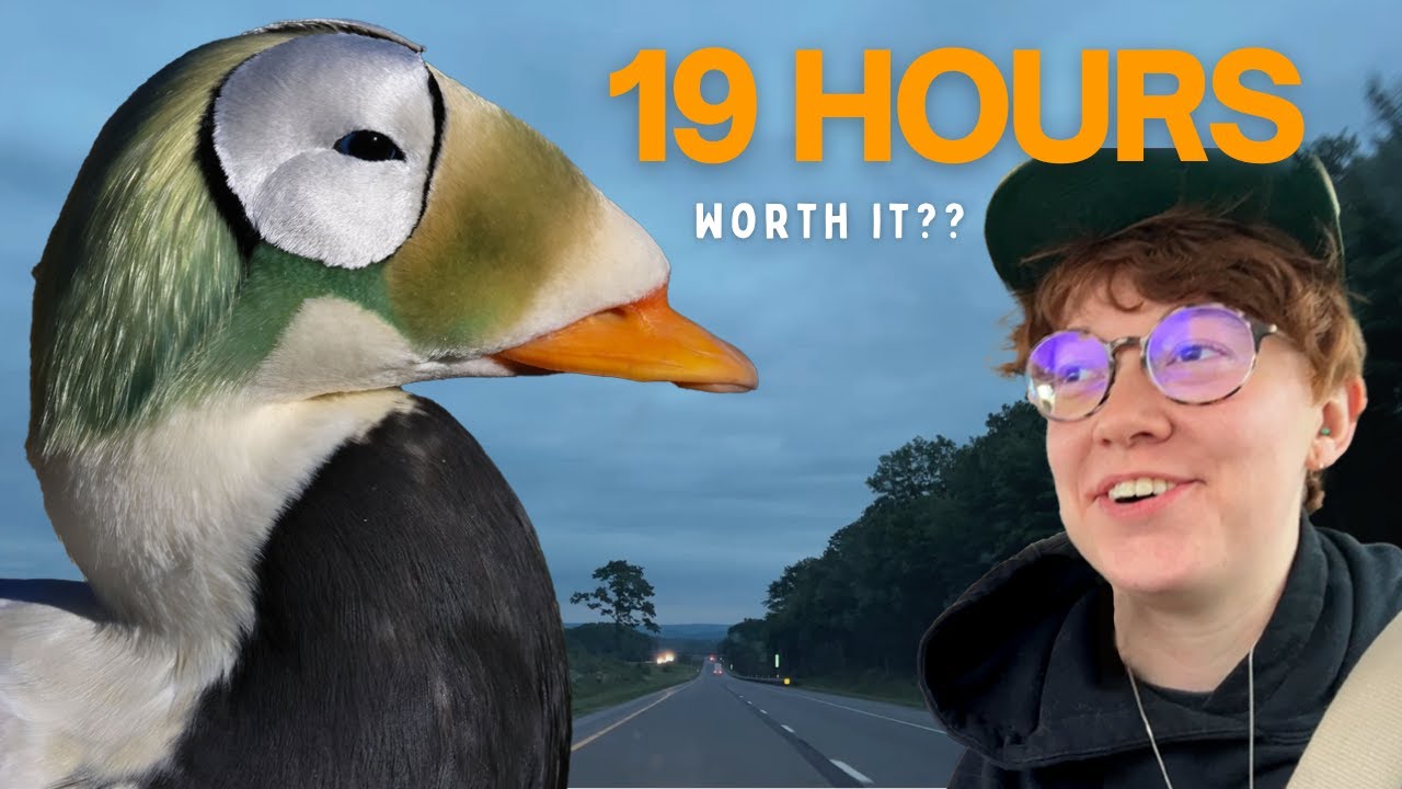 I drove 19 hours to see this duck