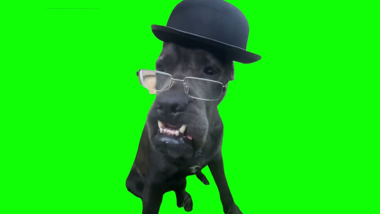 Dog in a hat wearing glasses Green Screen