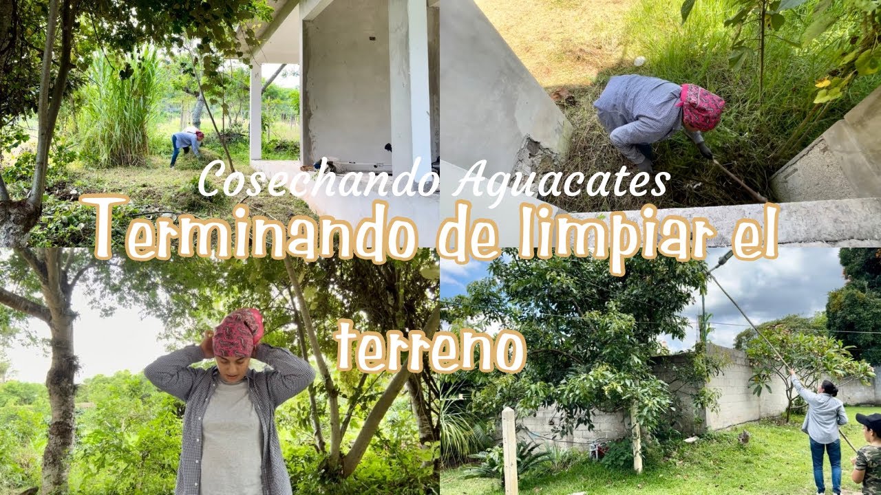 Terminando de limpiar el terreno ✨| Cosechando Aguacates 🥑 | El Valor del agradecimiento y Gratitud 